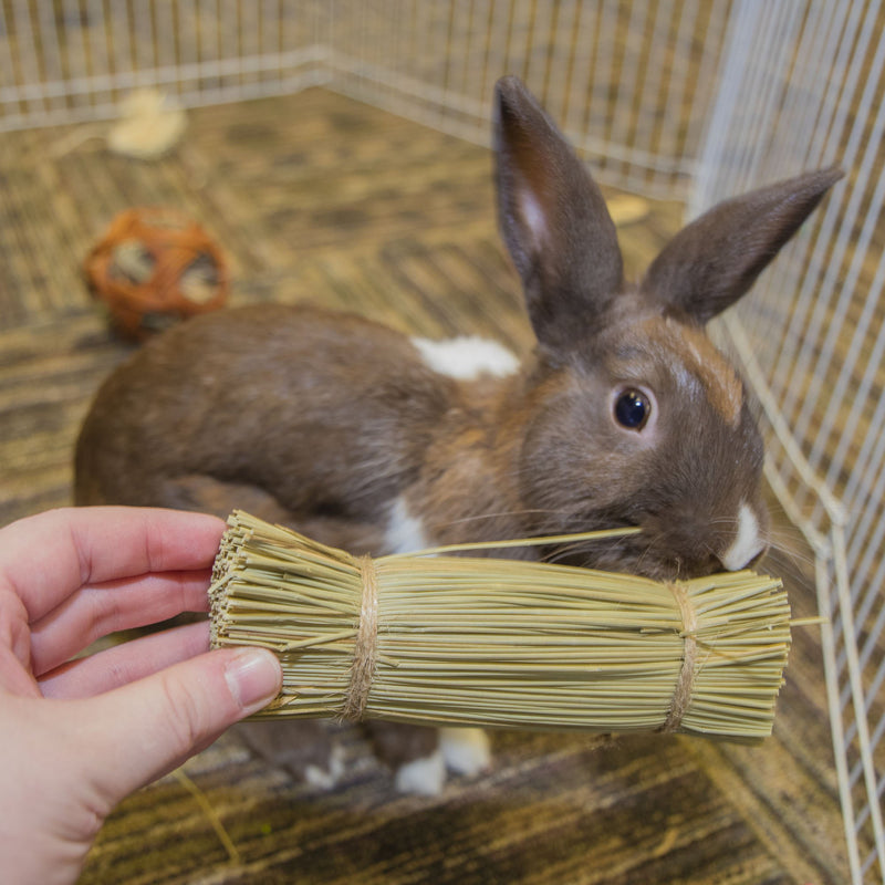 [Australia] - Ware Manufacturing Bristle Bunches for Rabbits and Other Small Pets, 100 Percent Natural Broom Grass 2 pack 