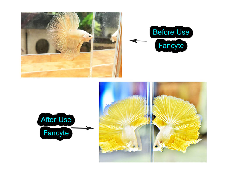 FANCYTE 18-25CM 50 Grams(25PIECES) Indian Almond Leaves Fish Tank for Shrimp Crayfish, Betta Fish,Improve Comfort by Simulating House for Fish Healthy - PawsPlanet Australia