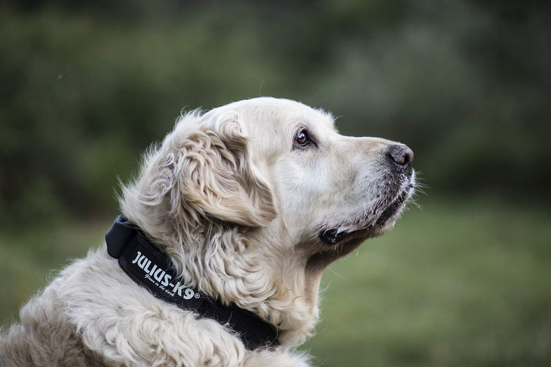 JULIUS K-9, 200HA-K-2015 Color and Gray series K9 collar with handle, safety clasp and logo and safety clasp, 50 mm x 49-70 cm, adjustable, black-gray 50 mm (49-70 cm) black- Gray - PawsPlanet Australia