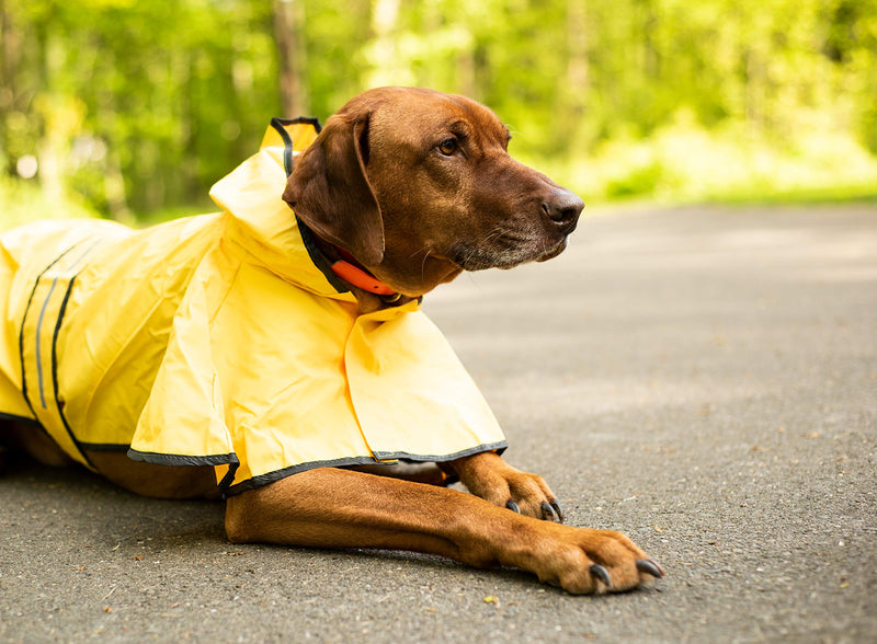 [Australia] - Fashion Pet Dog Raincoat For Small Dogs | Dog Rain Jacket With Hood | Dog Rain Poncho | 100% Polyester | Water Proof | Yellow w/ Grey Reflective Stripe | Perfect Rain Gear For Your Pet! by Ethical Pet Medium 