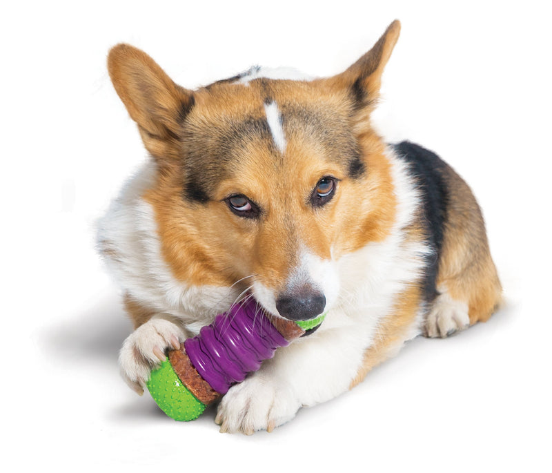 PetSafe Busy Buddy Ultra Stratos M Durable Dog Chew Toy, Dog Toy with Treat, Medium Sized Dogs purple. Green - PawsPlanet Australia