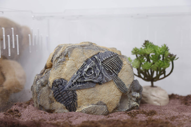 Reptiles-Amphibians Habitat-Hideaway Hideouts Aquarium-Decorations - Dinosaur Imitation Skull Model Fish Bone - PawsPlanet Australia