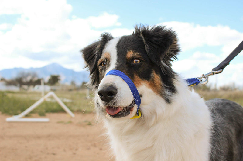 Canny Collar - The Collar for Dog Training and Walking, Helps with Dog Training and Helps to Stop Dogs Pulling on The Leash Size 4 - (15 Inch - 17 Inch neck size) Blue - PawsPlanet Australia