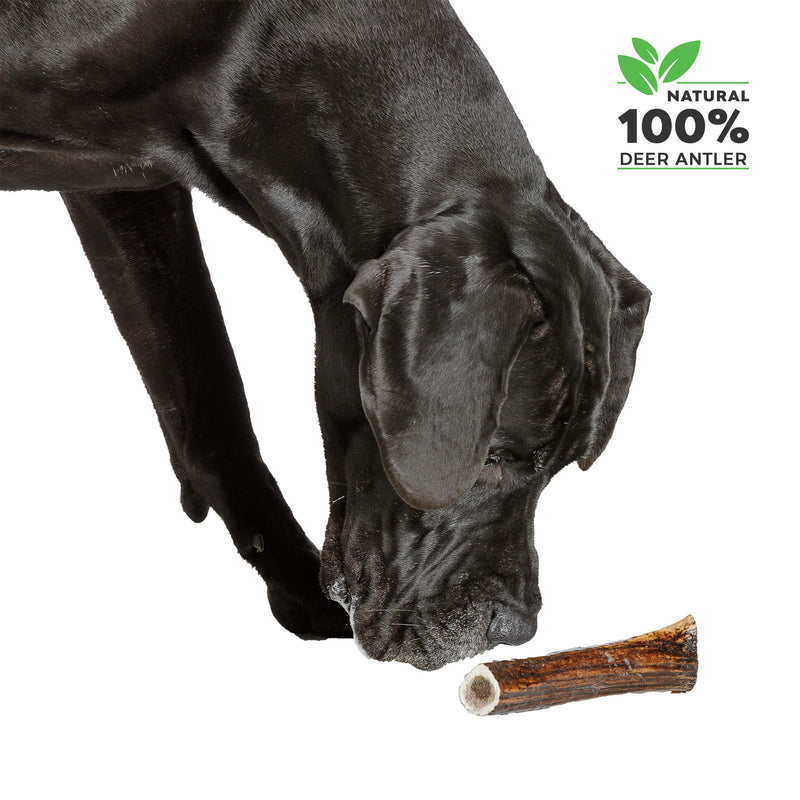 Premium 100% Natural Deer Antler Dog Chew Long Lasting Toy for Dogs, Size Small Antler S (50 - 75 g) - PawsPlanet Australia