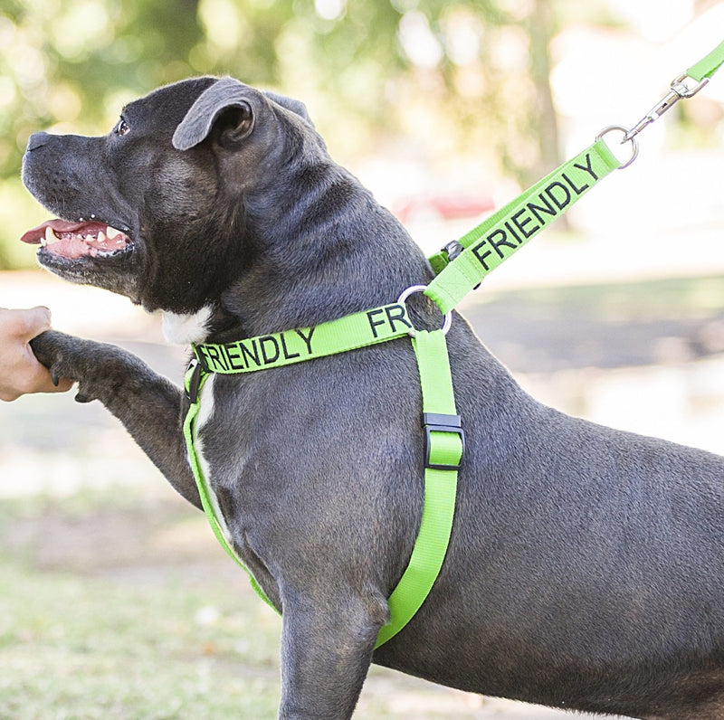 [Australia] - Dexil Limited Friendly Green Color Coded L-XL Non Pull Dog Harness (Known As Friendly) Prevents Accidents by Warning Others of Your Dog in Advance 