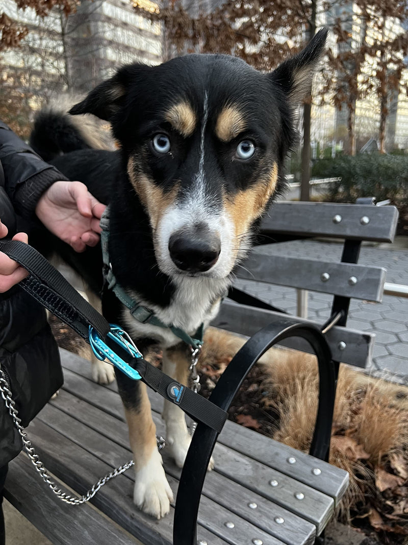pupperoo Universal Multifunction Leash Tether | Waist Belt Leash | Leash Extension | Short Traffic Safety Leash - The Last Leash Accessory You'll Ever Need! - PawsPlanet Australia