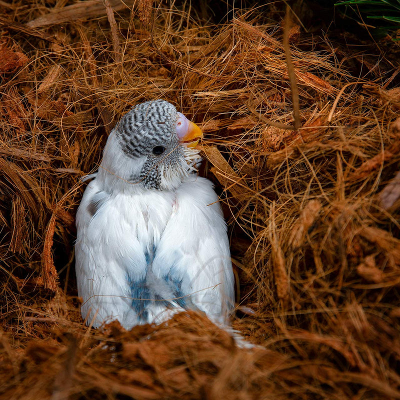 [Australia] - Critters Comfort Bird Nesting Material Natural Coconut Fiber - 2Quarts | 2Liters 