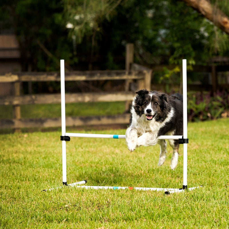 Midlee Dog Agility Bar Jump - PawsPlanet Australia