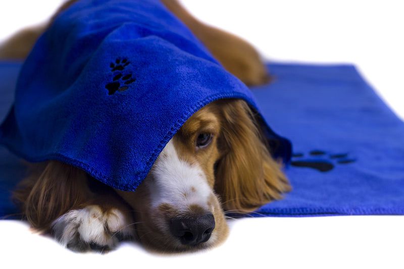 Immaculate Textiles - XL Premium Microfibre Pet Dog Towel Set - 150x80cm & 40x30cm : Super Absorbent - Quick Drying - Extra Soft - PawsPlanet Australia