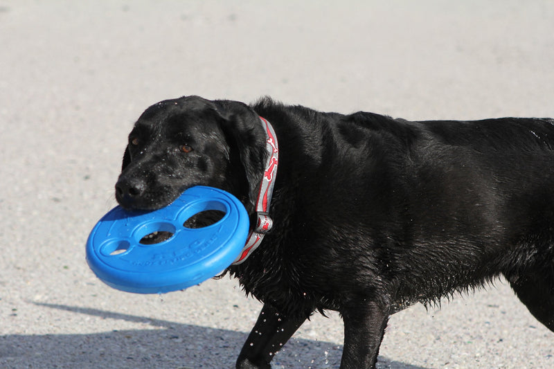 Rogz RFO Frisbee, Blue - PawsPlanet Australia