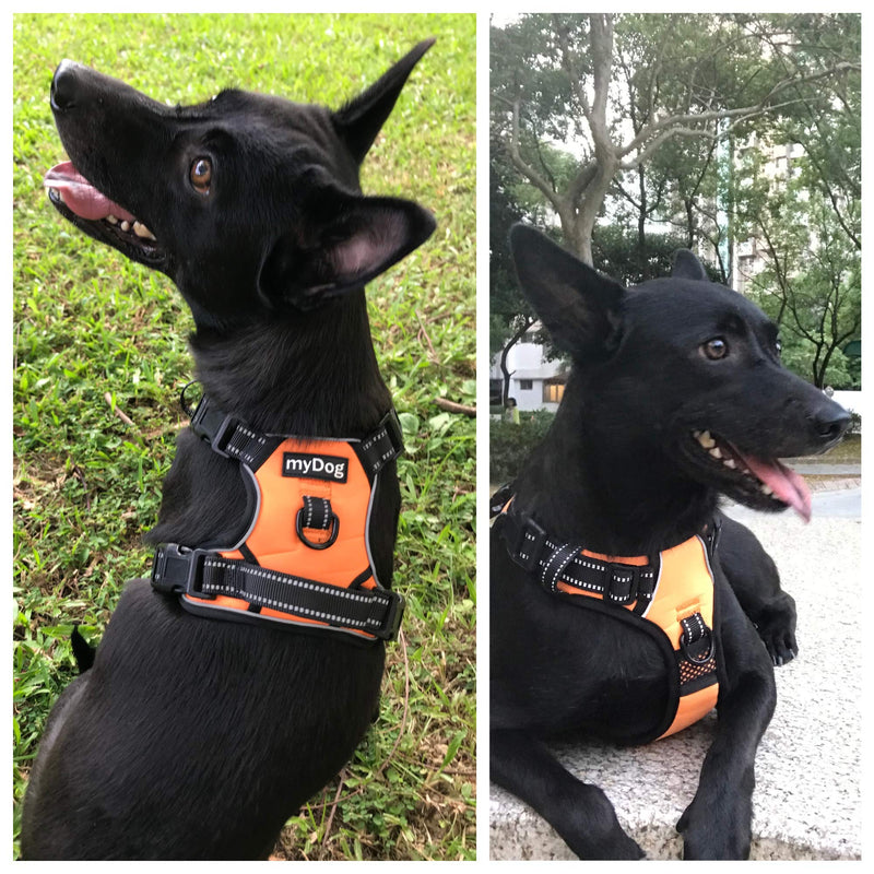 [Australia] - MyDog No Pull Dog Vest Harness with 4 Snap Buckles [No Need to Go Over Dog’s Head] Reflective Easy Control Handle and 2 Front & Back Metal Leash Rings Dog Harness for Outdoor Dogs Medium Orange 