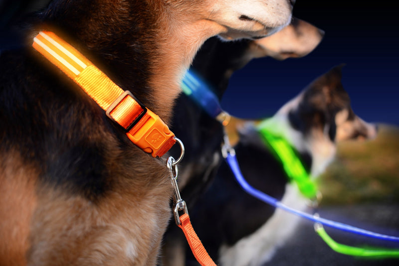 [Australia] - Illumiseen LED Dog Leash - USB Rechargeable - Available in 6 Colors & 2 Sizes - Makes Your Dog Visible, Safe & Seen 4 Feet Bright Orange 