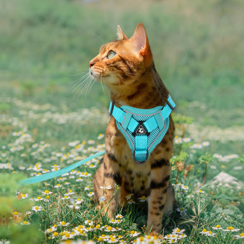 Cat Harnesses with Leash Adjustable Harness for Cats Breathable Escape Proof Chest Harness for Kittens, Dogs Puppies Train Walking (M) M - PawsPlanet Australia