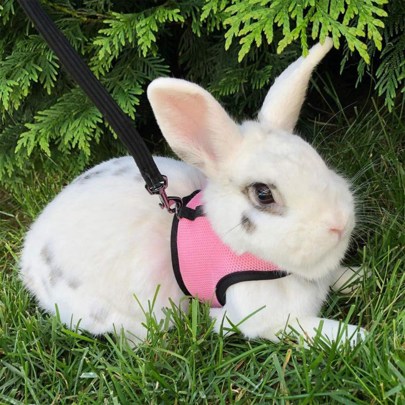 Pack of 2 Rabbit Leash, Blue & Pink Adjustable Rabbit Leash, Elastic Rabbit Harness, Rabbit Harness with Leash for 3-6 Pounds Small Animals, Rabbit Accessories - PawsPlanet Australia