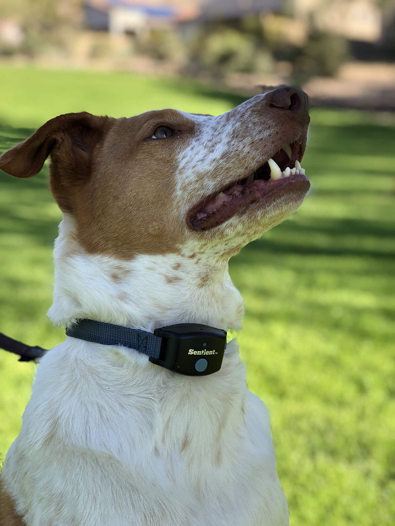 [Australia] - Sentient Softwalker Leash Training Grey Collar, Fits Dogs Neck Size 9" to 29" 