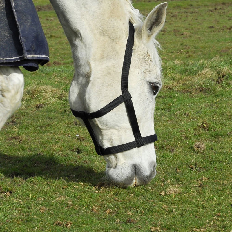 Rhinegold (Metal Free) Field Safe Headcollar Cob Black - PawsPlanet Australia