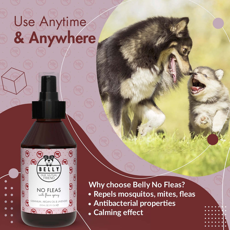 Belly Dog Flea Spray - An Ideal Puppy Flea Treatment Dog Spray - Natural Flea Treatment for Dogs - Dog Flea Treatment for Puppies - An Alternative To Flea Dog Collar & Flea Shampoo for Dogs, 250 ml - PawsPlanet Australia