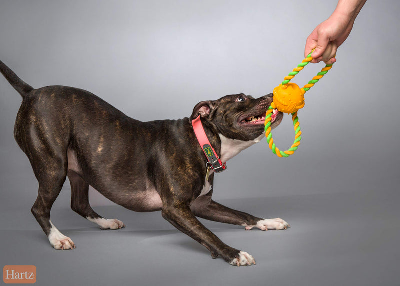 Hartz DuraPlay Tug of Fun Squeak & Rope Dog Toys, Bacon Scented for Medium/Large Dogs Double Ring - PawsPlanet Australia