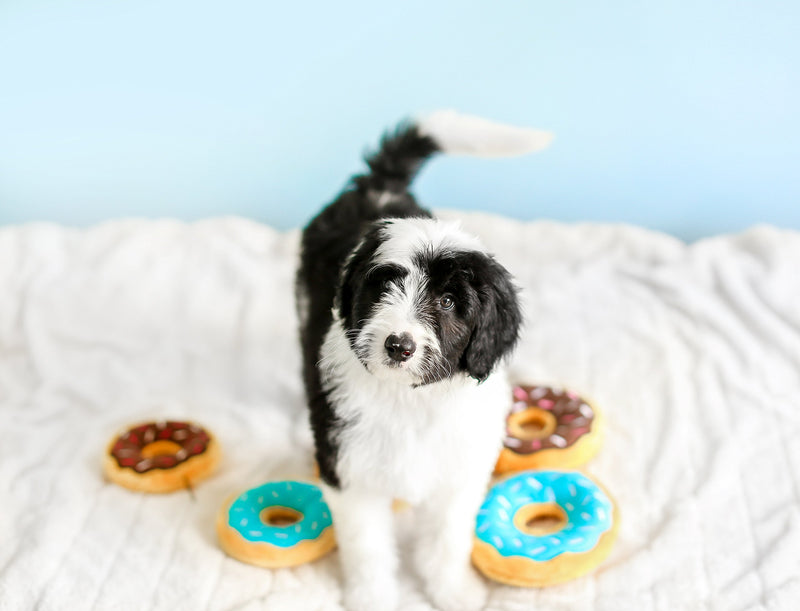 ZippyPaws - Mini Donutz No Stuffing Squeaky Plush Dog Toy - Chocolate - PawsPlanet Australia