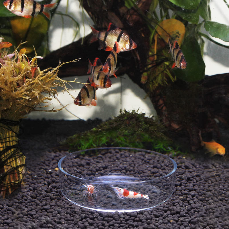 WEAVERBIRD 60mm Aquarium Shrimp Feeding Dish Glass Fish Tank Feeder Bowls Round Clear Dishes Tray - PawsPlanet Australia