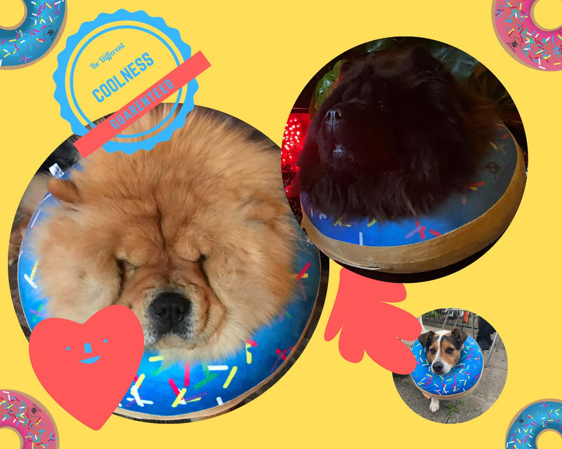 Inflatable Dog Collar | Great Alternative to a Dog Cone or a Dog Cone Collar | Our Super Comfy Dog Doughnuts Make Excellent Recovery Collars For Dogs | Suitable for Small Dogs (Blue) Blue - PawsPlanet Australia