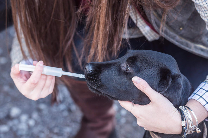 Mikki Dog, Puppy, Cat, Kitten Mothering Kit, Feeding and Medicine Syringe for Young /Unwell Animals - PawsPlanet Australia