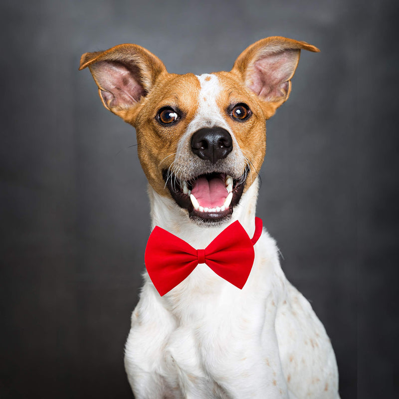 [Australia] - Companion Gear 70050 Holiday Pet Bow Tie, Small/Medium, Red 