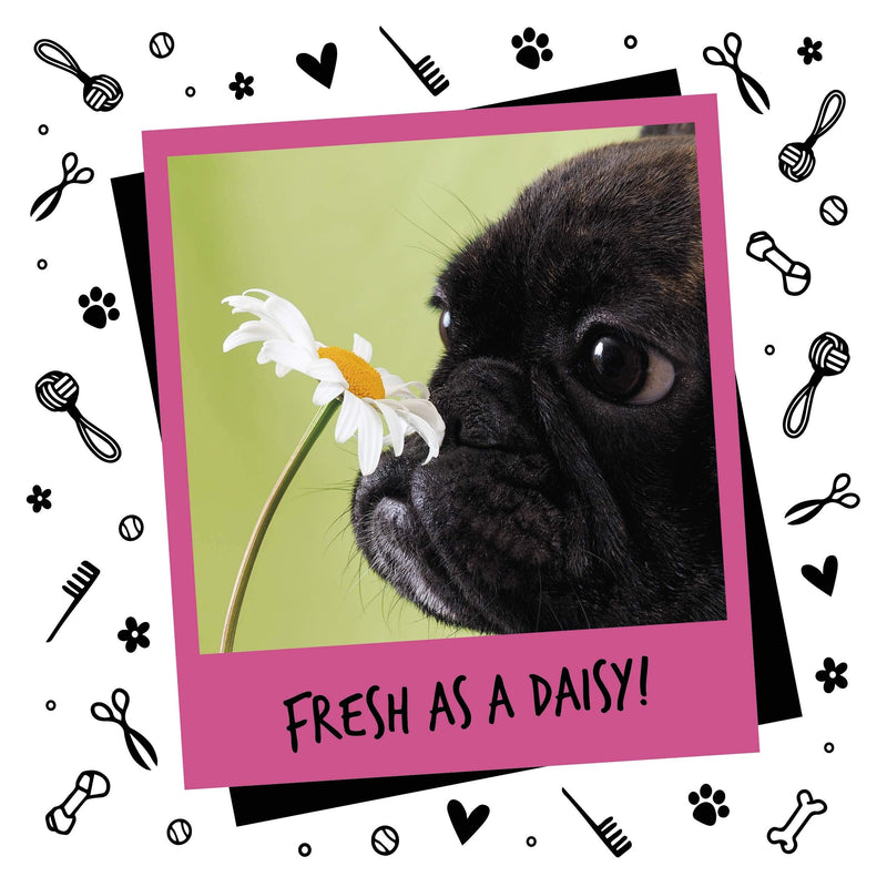 Bugalugs Baby Fresh Dog perfume - Vegan dog cologne spray is a high quality dog deodoriser spray. dog perfume spray dog deodorant use with our baby powder Dog Shampoo groom - 5 Litres 5 l (Pack of 1) - PawsPlanet Australia
