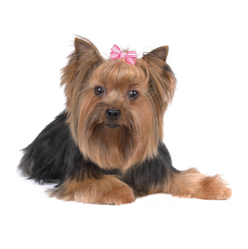 Pretty in Pink Dog Hair Bow (Pack 4) (PEDS)(DT0903) - PawsPlanet Australia