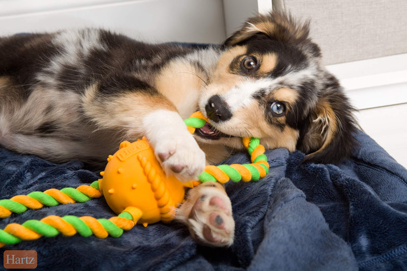 Hartz DuraPlay Tug of Fun Squeak & Rope Dog Toys, Bacon Scented for Medium/Large Dogs Double Ring - PawsPlanet Australia