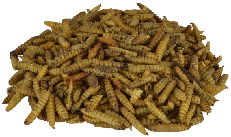 Supa Dried Calci Worms for Wild Birds, 3 Litre Bucket, High Energy Protein Rich Treat For Garden Birds, Attract More Birds To Your Garden, Quality Wild Bird Food. - PawsPlanet Australia