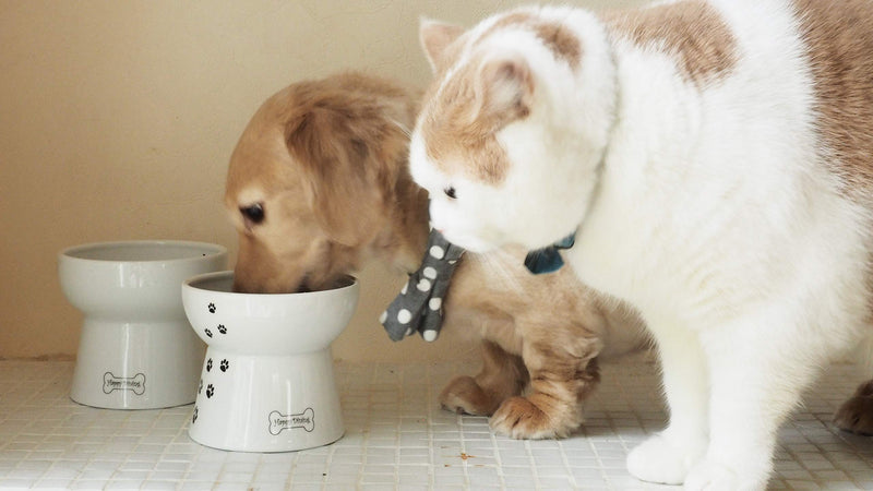 [Australia] - Necoichi Raised Dog Bowl Water Bowl 