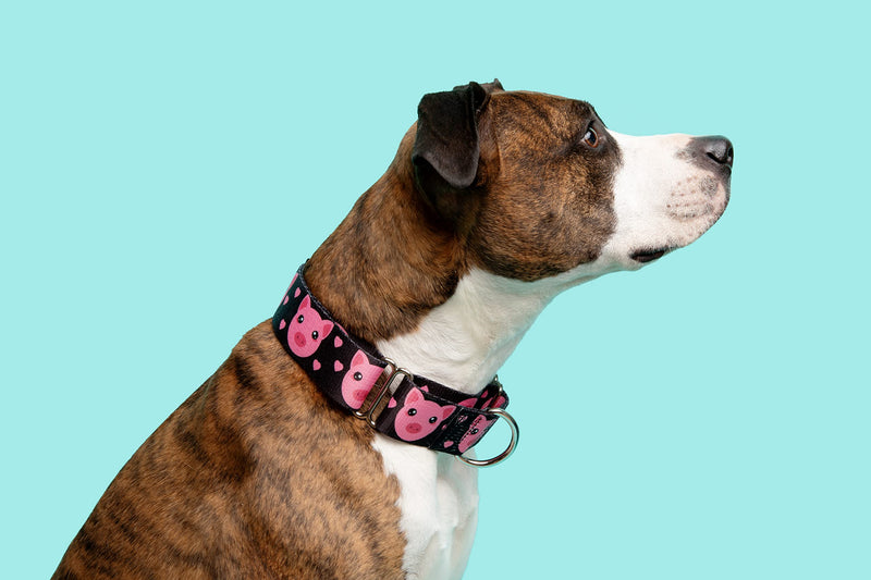 Tooth and Honey Pitbull 1.5" Wide Pig Martingale Collar - PawsPlanet Australia