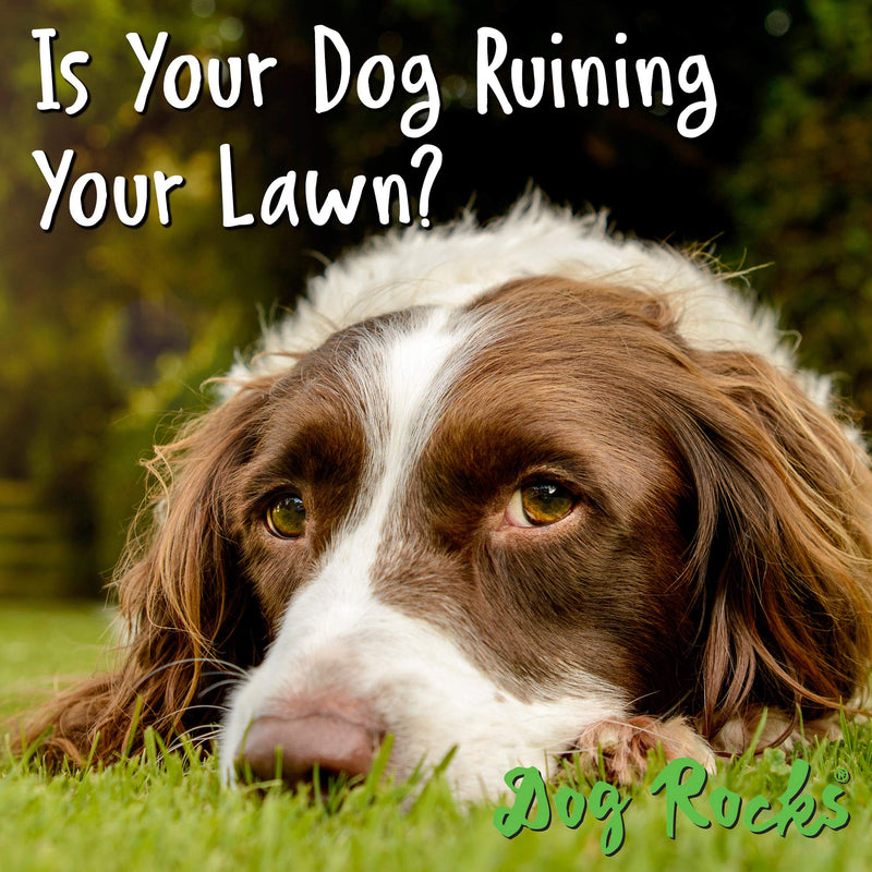 (2 Pack) Dog Rocks Prevent Grass Burn Marks, 4 Month Supply - PawsPlanet Australia