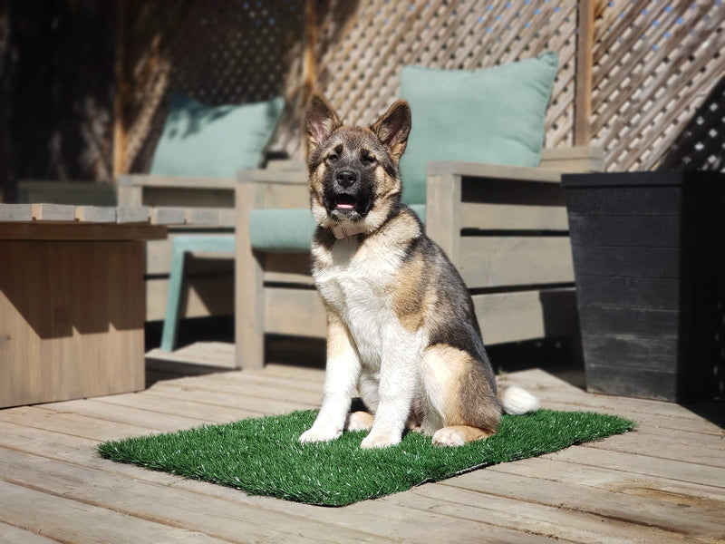 [Australia] - LOOBANI Dog Grass Pee Pads, Artificial Turf Pet Grass Mat Replacement for Puppy Potty Trainer Indoor/Outdoor Use - Set of 2 14"x18" 