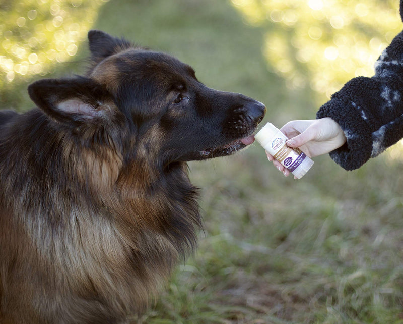 All Natural Shea Butter Balm for Dogs Treats Dry, Cracked, and Chapped Skin, Nose, and Paws. Coats, Soothes, and Heals Damaged Snouts and Pads. Mess Free and Easy to Use Application. - PawsPlanet Australia