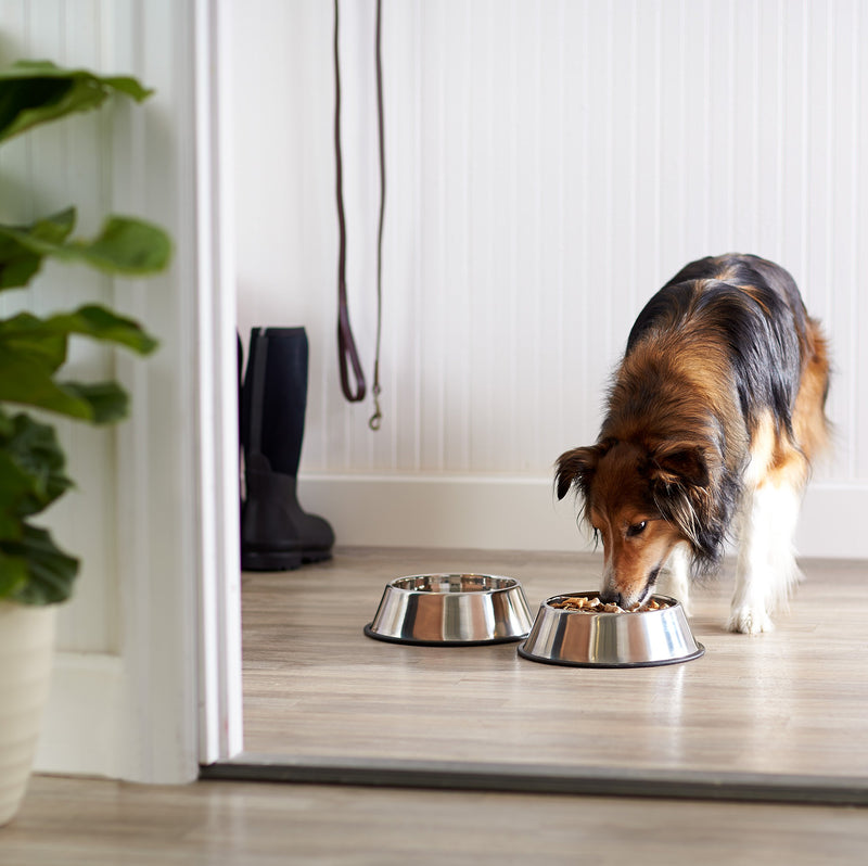 Amazon Basics Stainless Steel Dog Bowl Two-Pack - PawsPlanet Australia