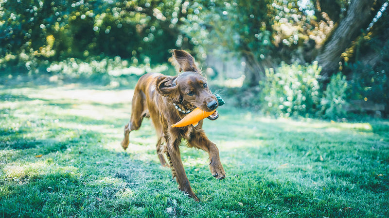 Aime Vinyl carrot toy for dogs 24 cm - PawsPlanet Australia