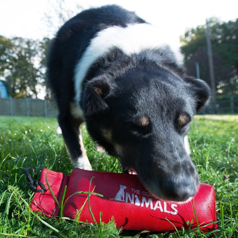 The Company of Animals Canvas Training Dummy, Floats, Highly Visible, Long Distance Throwing, GunDog and Puppy Training Available in Small, Medium and Large - PawsPlanet Australia