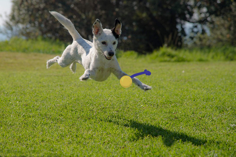 [Australia] - Grrrassic Dog Toys Toss Toy 