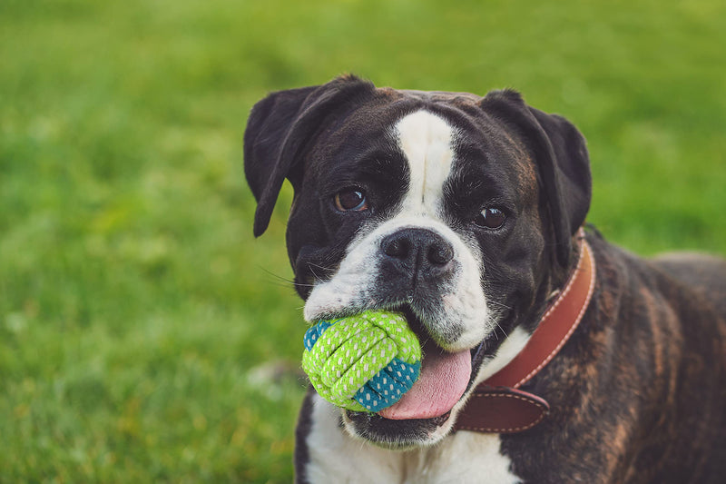 Yachonn 7 combo Cotton Rope Chew Toys for Pets, Cotton Teething Toys for puppy playing Training for small and medium dogs - PawsPlanet Australia