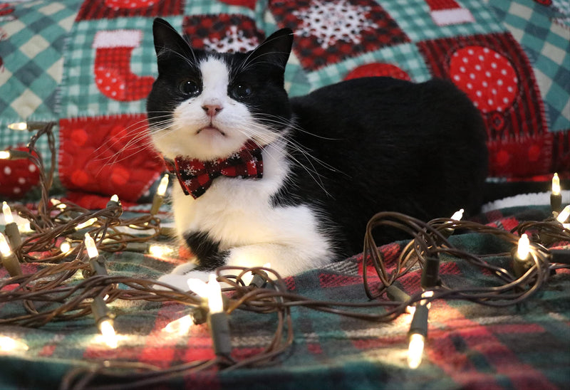 NAMSAN Christmas Cat Collar with Adorable Bells and Snowflakes Patterned Bow Ties, Adjustable Straps for Kittens, Cats, Puppies - PawsPlanet Australia