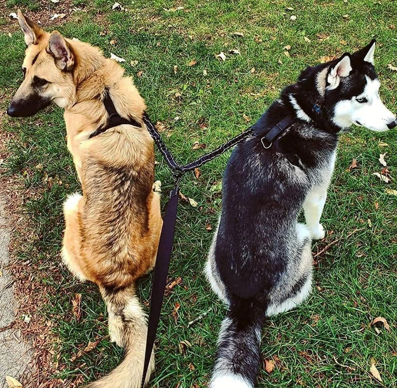 Edipets, double leash for two dogs, extendable, reflective, anti-strap, 360°, tangle-free, for dog training - PawsPlanet Australia