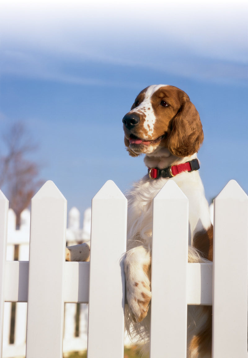 [Australia] - Petsafe KeepSafe Break-Away Collar, Prevent Collar Accidents for your Dog or Puppy, Improve Safety, Compatible with Leash Use, Adjustable Sizes Red Large (1 inch) 