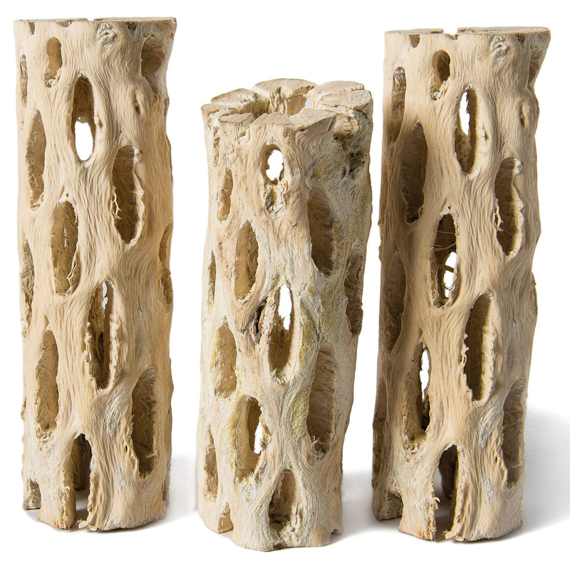 Galapagos 05270 Cholla Wood for Aquarium ,(pack of 3) (pack of 3) - PawsPlanet Australia