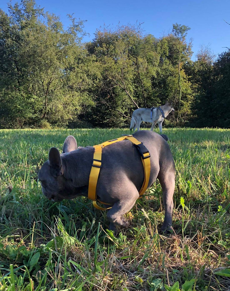 Animal Connection H-shape dog harness, dog vest harnesses 5-point adjustment, lightweight and durable. (XS, Yellow) XS - PawsPlanet Australia
