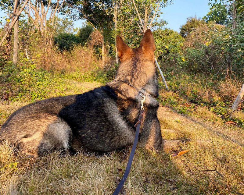 AWE WOLF Durable Genuine Leather Dog Leash - 4FT Dog Training Leash, Dog Leash Slip Rope for Small Medium Large Dogs,Training Leash - PawsPlanet Australia