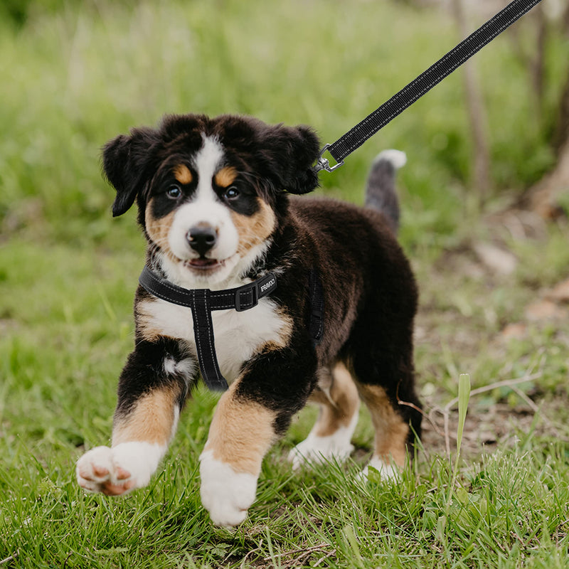 IPRAVOCI Dog Harness and Leash Set with Collar, Reflective Adjustable Nylon Step-in Harness for Small Medium Large Dogs, No Pull Walking Running Training Outdoor Halter Doggy Harness S (chest: 14.8"-21" neck: 7.5"-10.2" width: 1/2") Black - PawsPlanet Australia