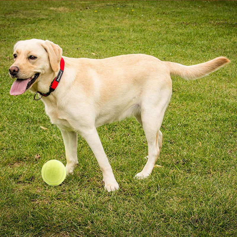 BSTHP Tennis Balls,Training Sport Play Cricket Dog Toy, 3 Pcs - PawsPlanet Australia