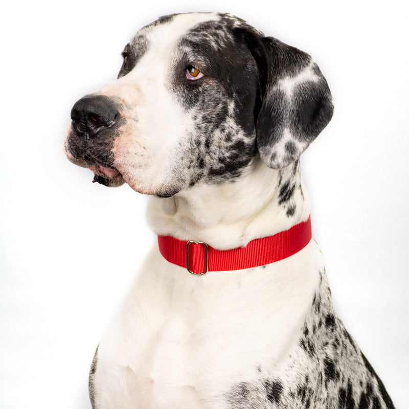 [Australia] - Country Brook Petz - Premium Nylon Dog Collar with Metal Buckle - Vibrant 25 Color Selection Large, 1 Inch Wide Red 